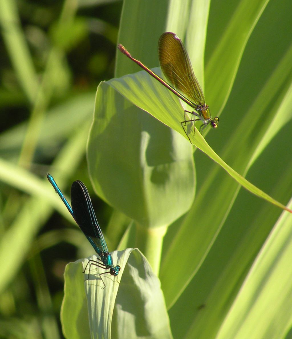 Forse qualche Calopteryx virgo?